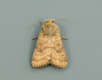 73.096 BF2381 Uncertain Hoplodrina octogenaria