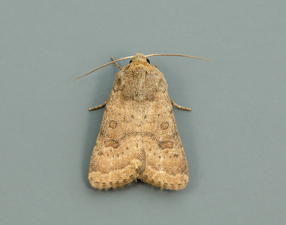 73.096 BF2381 Uncertain Hoplodrina octogenaria