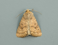 73.096 BF2381 Uncertain Hoplodrina octogenaria