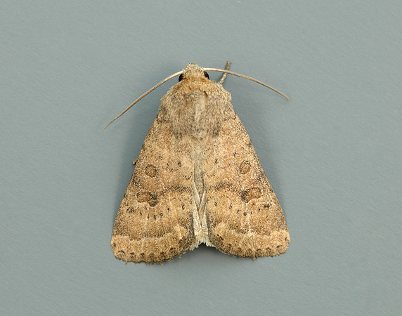 73.096 BF2381 Uncertain Hoplodrina octogenaria