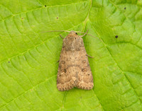 73.096 BF2381 Uncertain Hoplodrina octogenaria