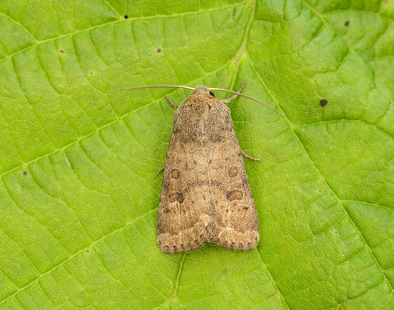 73.096 BF2381 Uncertain Hoplodrina octogenaria
