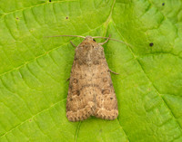 73.096 BF2381 Uncertain Hoplodrina octogenaria