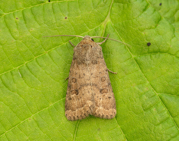73.096 BF2381 Uncertain Hoplodrina octogenaria