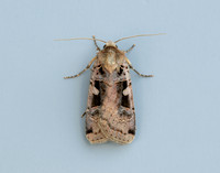 73.360 BF2127 Triple-spotted Clay Xestia ditrapezium