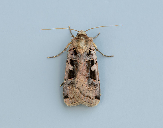 73.360 BF2127 Triple-spotted Clay Xestia ditrapezium