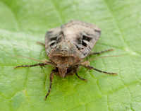 73.360 BF2127 Triple-spotted Clay Xestia ditrapezium