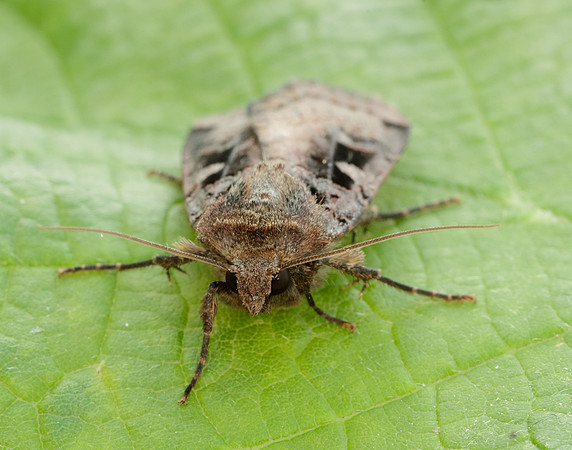 73.360 BF2127 Triple-spotted Clay Xestia ditrapezium
