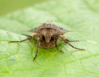 73.360 BF2127 Triple-spotted Clay Xestia ditrapezium