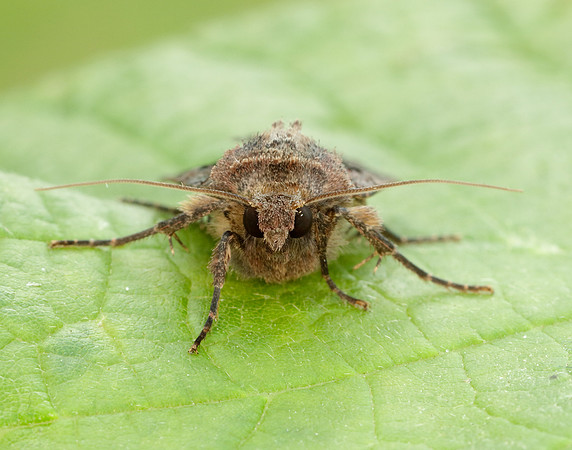 73.360 BF2127 Triple-spotted Clay Xestia ditrapezium