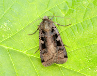 73.360 BF2127 Triple-spotted Clay Xestia ditrapezium