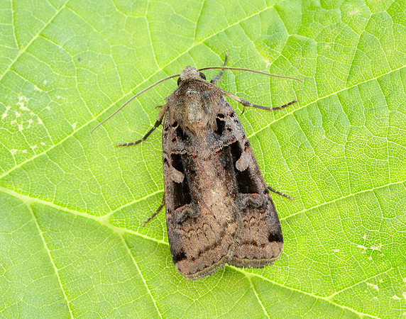 73.360 BF2127 Triple-spotted Clay Xestia ditrapezium