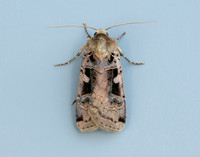 73.360 BF2127 Triple-spotted Clay Xestia ditrapezium