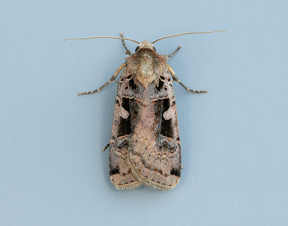 73.360 BF2127 Triple-spotted Clay Xestia ditrapezium