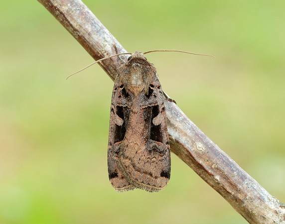 73.360 BF2127 Triple-spotted Clay Xestia ditrapezium