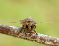 73.360 BF2127 Triple-spotted Clay Xestia ditrapezium