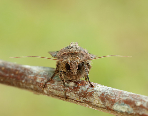 73.360 BF2127 Triple-spotted Clay Xestia ditrapezium