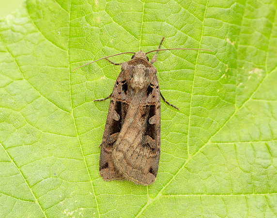 73.360 BF2127 Triple-spotted Clay Xestia ditrapezium