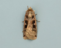73.360 BF2127 Triple-spotted Clay Xestia ditrapezium