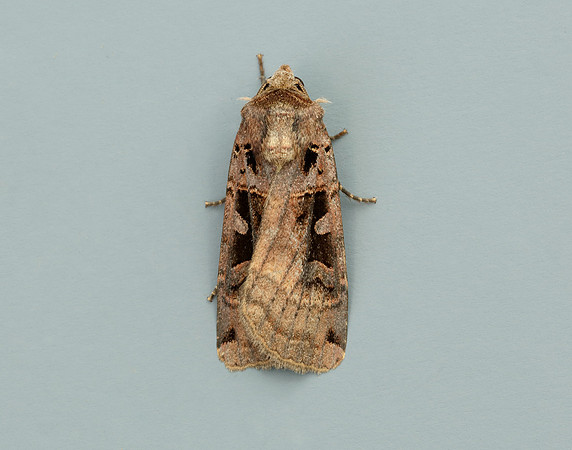 73.360 BF2127 Triple-spotted Clay Xestia ditrapezium
