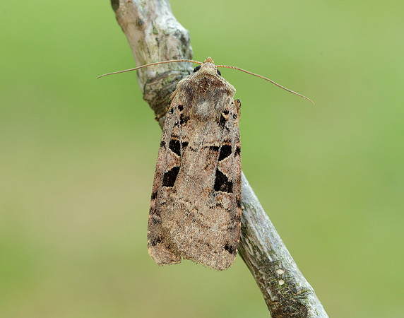 73.361 BF2128 Double Square-spot Xestia triangulum