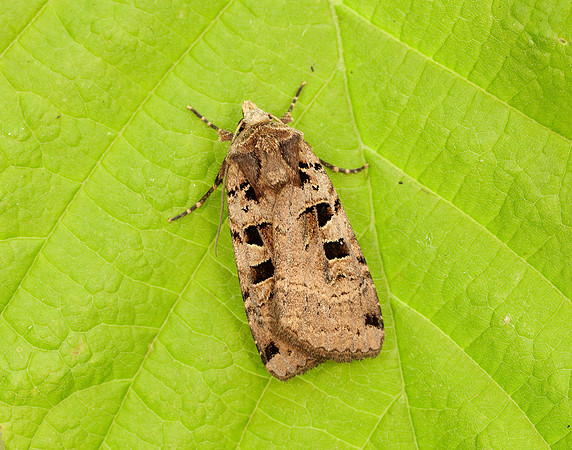 73.361 BF2128 Double Square-spot Xestia triangulum