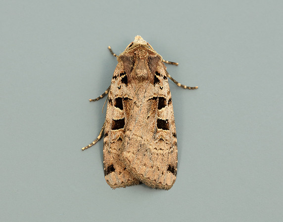 73.361 BF2128 Double Square-spot Xestia triangulum