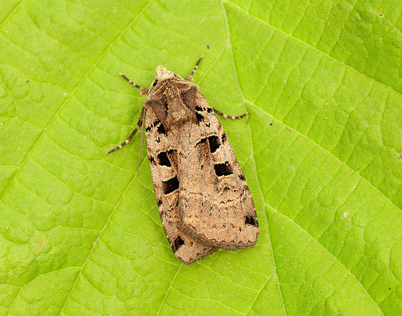 73.361 BF2128 Double Square-spot Xestia triangulum
