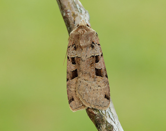 73.361 BF2128 Double Square-spot Xestia triangulum