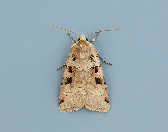 73.361 BF2128 Double Square-spot Xestia triangulum
