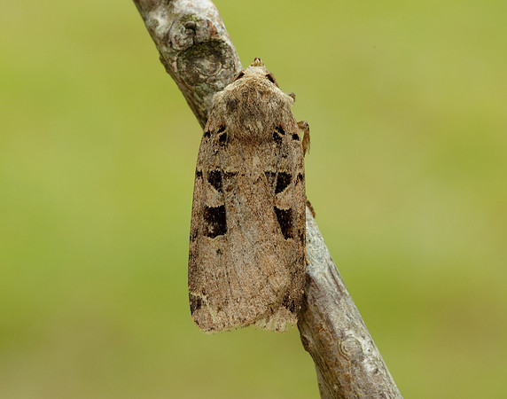 73.361 BF2128 Double Square-spot Xestia triangulum