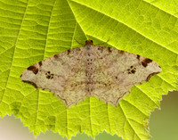 70.211 BF1889 Peacock Moth Macaria notata