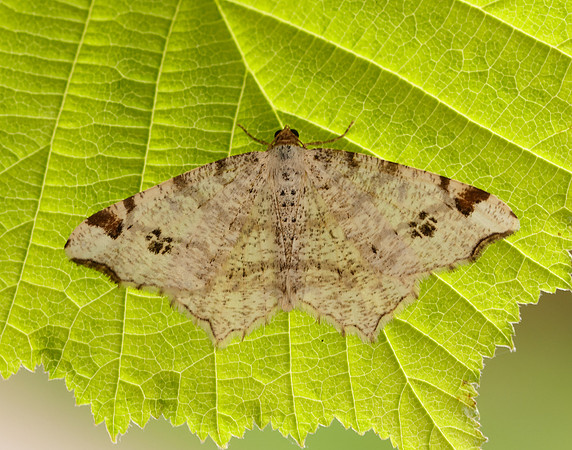 70.211 BF1889 Peacock Moth Macaria notata
