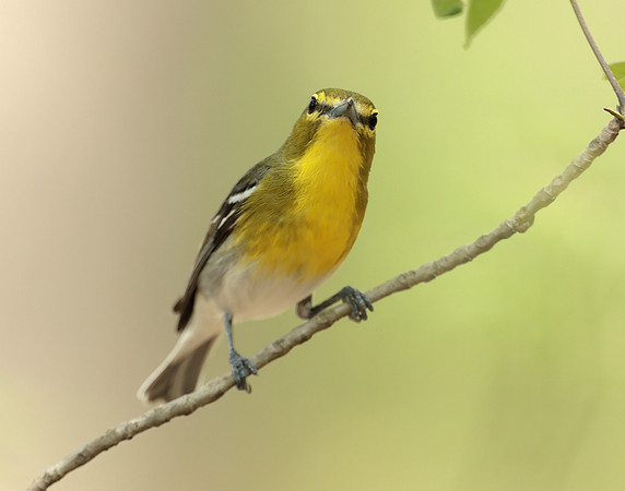 Yellow-throated Vireo Vireo flavifrons