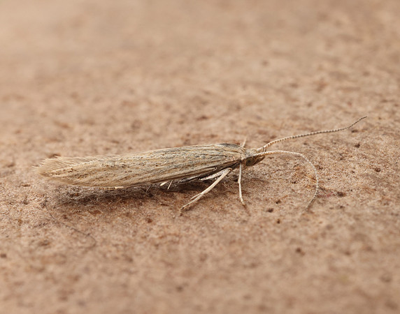 37.104 BF567 Coleophora adspersella