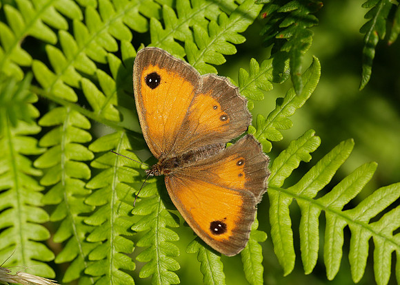 Gatekeeper Pyronia tithonus