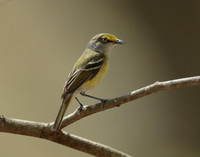 White-eyed Vireo Vireo griseus