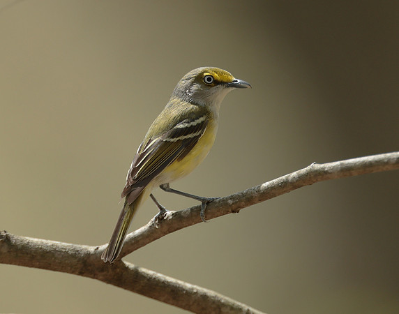 White-eyed Vireo Vireo griseus