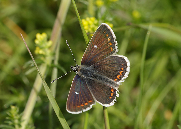 Northern Brown Argus Aricia artaxerxes artaxerxes