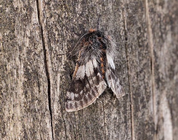 70.249 BF1929 Rannoch Brindled Beauty Lycia lapponaria