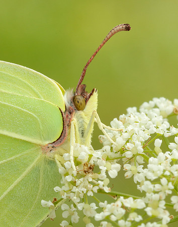 Brimstone Gonepteryx rhamni