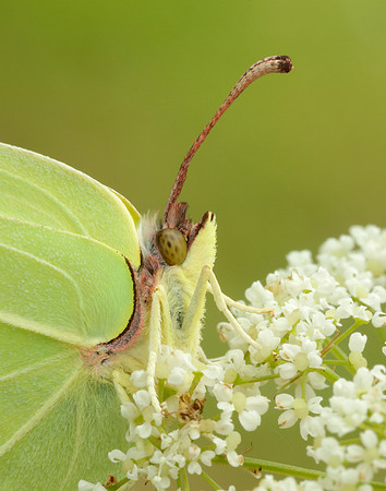 Brimstone Gonepteryx rhamni