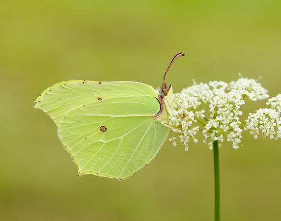 Brimstone Gonepteryx rhamni