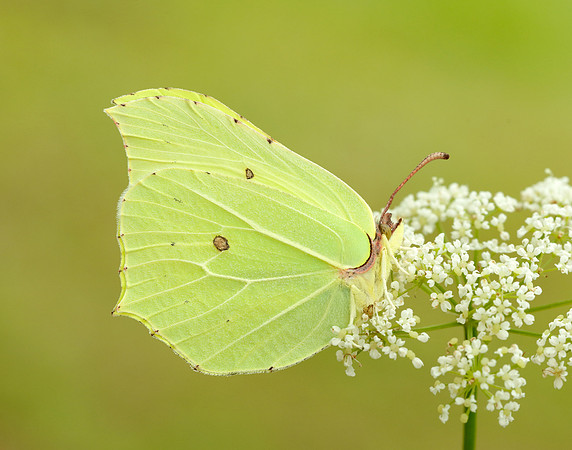 Brimstone Gonepteryx rhamni