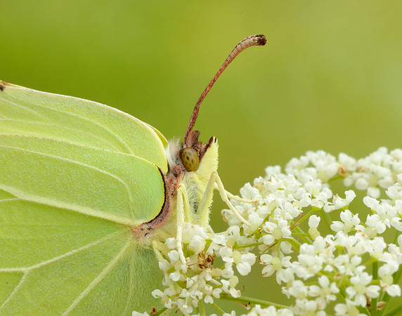Brimstone Gonepteryx rhamni