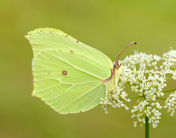 Brimstone Gonepteryx rhamni