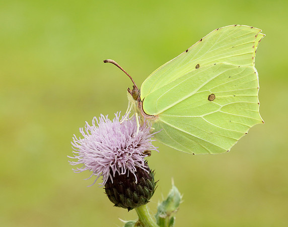 Brimstone Gonepteryx rhamni