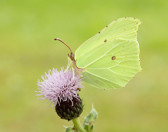 Brimstone Gonepteryx rhamni