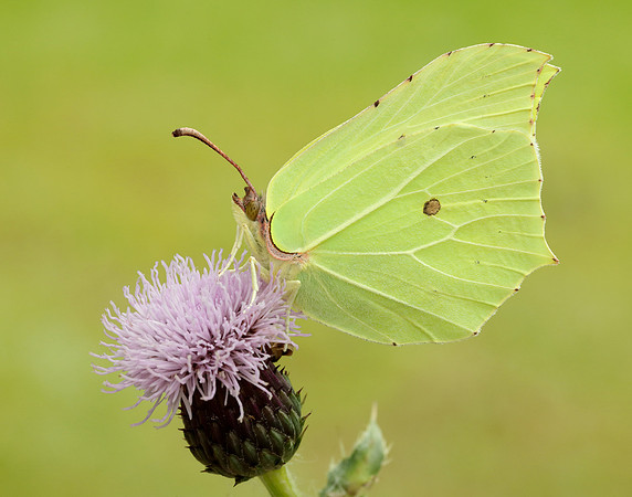 Brimstone Gonepteryx rhamni