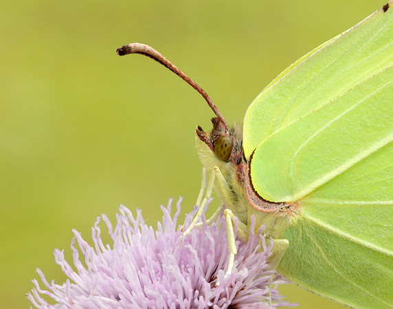 Brimstone Gonepteryx rhamni